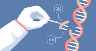 Инъекция CRISPR в мозг эмбриона может излечить генетическое расстройство