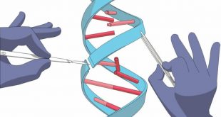 Оправданы ли риски использования CRISPR? Давайте поразмыслим