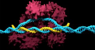 CRISPR-стартап пересаживает свиные органы обезьянам, чтобы понять, насколько это безопасно для людей