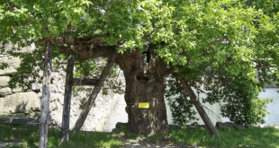 Эти деревья пережили взрыв атомной бомбы в Хиросиме — они все еще живы