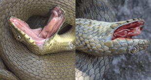 Эти змеи заслуживают Оскар — у них самая правдоподобная инсценировка смерти